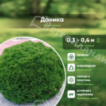 Саженец западной туи Даника/Thuja occidentalis Danica С5/30-40