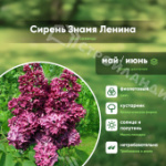 Саженец сирени сорт Знамя Ленина обыкновенна С2/C3 40-60 см