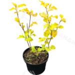 Саженец калинолистного пузыреплодника 'Дартс Голд'/Physocarpus opulifolius 'Dart's Gold С5