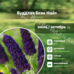 Саженец буддлеи давида сорт Блэк Найт С3-4