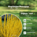 Саженец форзиции промежуточной сорт Микадор С2
