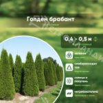 Саженец западной туи Голден Брабант/Thuja occ. Golden Brabant (R) С3/40-50
