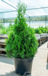 Саженец западной туи Смарагд/Thuja occidentalis Smaragd С2-4/30-40