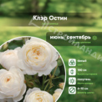 Саженец розы сорт шраб Клэр остин C6